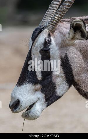 Ritratto di un Oryx Gazelle (Oryx gazella gazella) Foto Stock
