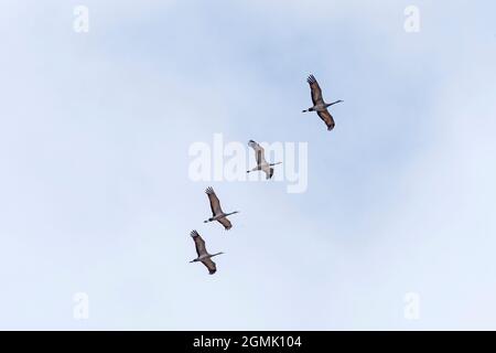 Un volo di gru Sandhill che passa in testa vicino al fiume Platte da Kearney, Nebraska Foto Stock