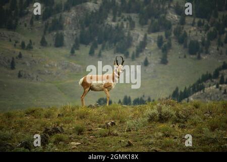 Antilope di pronghorn nel Parco Nazionale di Yellowstone Foto Stock