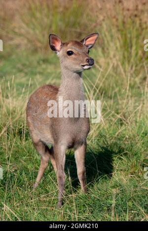 Vitello di cervo Sika (Cervus Nippon) in un prato erboso Foto Stock