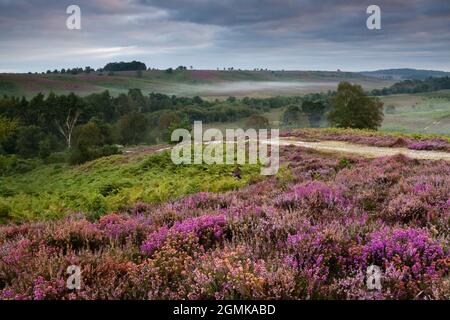 Felci, erica e nebbia al mattino presto a Rockford Common, New Forest. Foto Stock