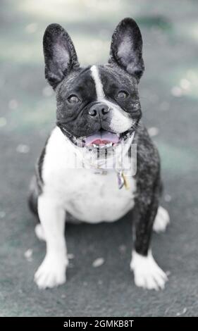 Brindle White Frenchie femmina Puppy di 1 anno. Parco per cani al guinzaglio nella California settentrionale. Foto Stock