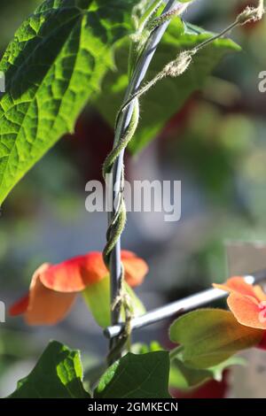 Il vitigno attorcigliato su una pianta di Thunbergia Foto Stock