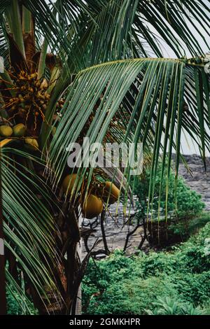 Un colpo verticale di una palma con noci di cocco Foto Stock