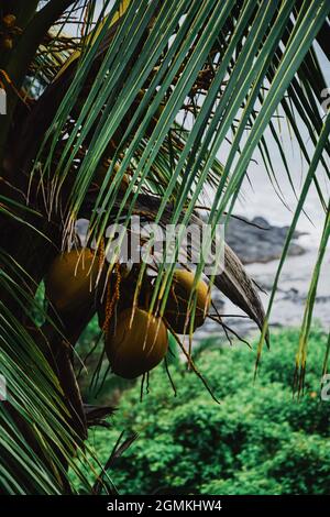Un colpo verticale di una palma con noci di cocco Foto Stock