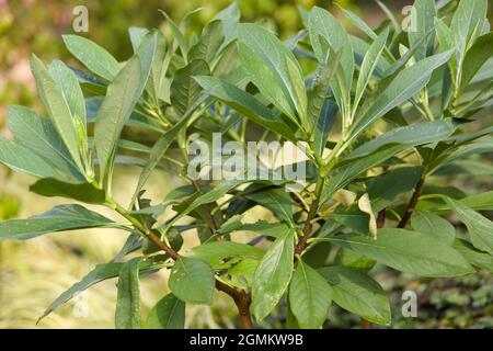 Edgeworthia chrysantha 'grandiflora' Foto Stock