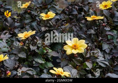 Dahlia Happy Days giallo in pentole pronto per la vendita di un singolo giallo fiorito tuberoso tulivo perenne deciduo con viola scuro a fogliame nero Foto Stock