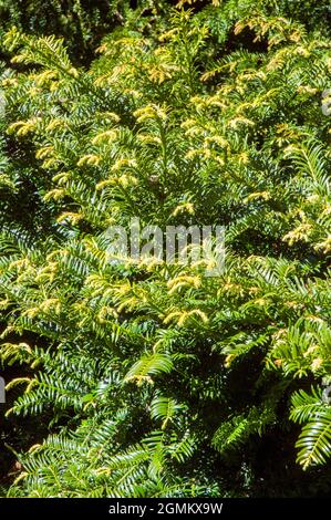 Taxus baccata Yew con giallo brillante nuova crescita altri nomi sono comune Yew e inglese Yew un albero sempreverde vivente lungo che è completamente hardy Foto Stock