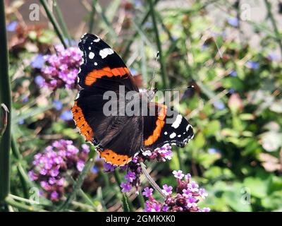 Ammiraglio rosso (Vanessa atalanta, SYN .: Pyrameis atalanta) su un vervano argentino o su una banchessa (Verbena bonariensis) Foto Stock