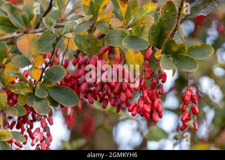 Cotoneaster simonsii bacche in autunno Foto Stock