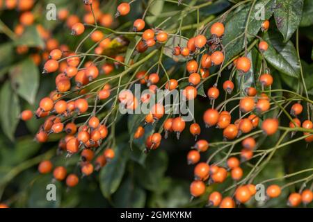 Rosa Polyantha grandiflora bacche in autunno Foto Stock