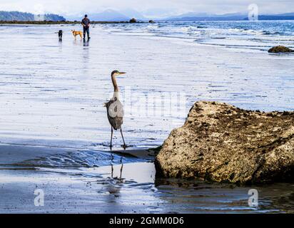 Great Blue Heron si erge su una spiaggia a bassa marea, guardando verso l'acqua. Un uomo e due cani stanno camminando verso l'airone. Spiaggia luminosa, riflessione. Foto Stock