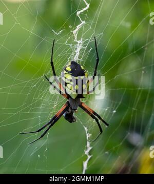 Ragno giallo da giardino, aurantia Argiope, con preda in rete. Foto Stock