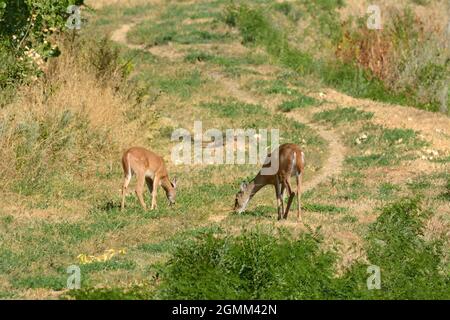 Capriolo con coda bianca e cervo pascolante sull'erba vicino ai sentieri fuori strada nel parco Foto Stock