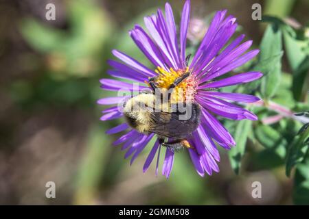 Bumblebee orientale comune (Bombus immatiens) su un assaggiatore del New England (Symphyotrichum novae-angliae) in Iowa Foto Stock