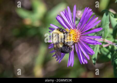 Bumblebee orientale comune (Bombus immatiens) su un assaggiatore del New England (Symphyotrichum novae-angliae) in Iowa Foto Stock