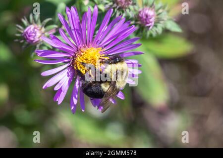 Bumblebee orientale comune (Bombus immatiens) su un assaggiatore del New England (Symphyotrichum novae-angliae) in Iowa Foto Stock