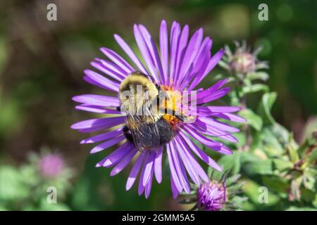 Bumblebee orientale comune (Bombus immatiens) su un assaggiatore del New England (Symphyotrichum novae-angliae) in Iowa Foto Stock