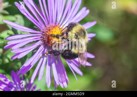 Bumblebee orientale comune (Bombus immatiens) su un assaggiatore del New England (Symphyotrichum novae-angliae) in Iowa Foto Stock