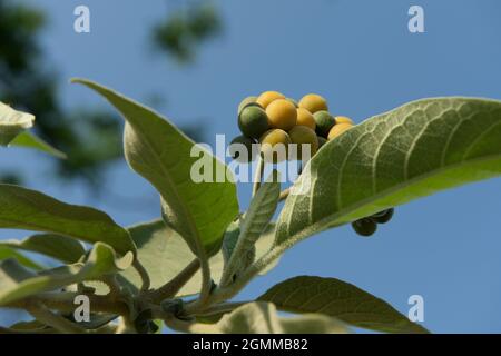 Esotici alieni invasivi piante, frutta, bacche, Solanum mauritianum, illustrazione, Oar Leaved Nightshade, Bug Weed, KwaZulu-Natal, Sudafrica, natura Foto Stock