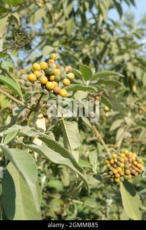 Esotici alieni invasivi piante, frutta, bacche, Solanum mauritianum, illustrazione, Oar Leaved Nightshade, Bug Weed, KwaZulu-Natal, Sudafrica, natura Foto Stock