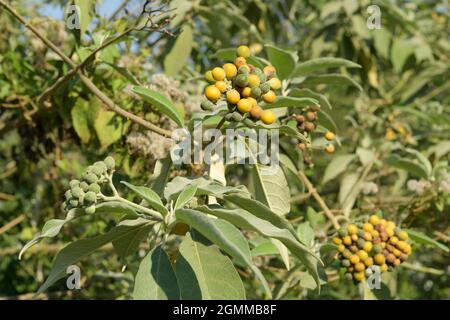 Esotici alieni invasivi piante, frutta, bacche, Solanum mauritianum, illustrazione, Oar Leaved Nightshade, Bug Weed, KwaZulu-Natal, Sudafrica, natura Foto Stock