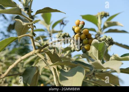 Esotici alieni invasivi piante, frutta, bacche, Solanum mauritianum, illustrazione, Oar Leaved Nightshade, Bug Weed, KwaZulu-Natal, Sudafrica, natura Foto Stock