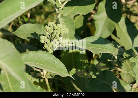 Esotici alieni invasivi piante, frutta, bacche, Solanum mauritianum, illustrazione, Oar Leaved Nightshade, Bug Weed, KwaZulu-Natal, Sudafrica, natura Foto Stock