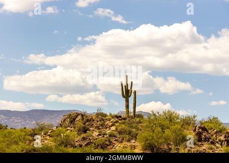 Saguaro cactus sullo sfondo del cielo nel deserto dell'Arizona Foto Stock
