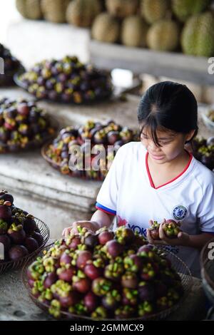 Bel mangosteen nella provincia di ben tre nel Vietnam meridionale Foto Stock