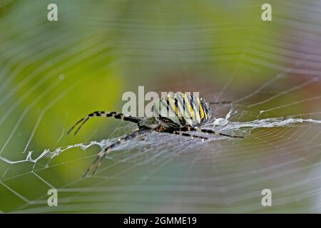 Primo piano di un ragno di vespa, Argiope bruennichi, bagnato dalla rugiada del mattino Foto Stock