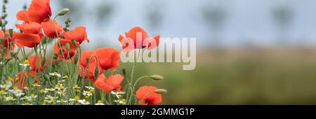 Vista panoramica dei Poppies comuni su un verge stradale in estate Foto Stock