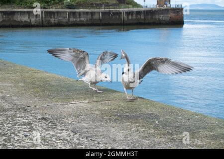Due giovani gabbiani che sbattono le ali su una parete del porto Foto Stock