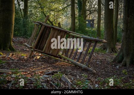 Un persico caduto, con un nuovo sedile alto sullo sfondo, visto in una foresta di Essen, Nord Reno-Westfalia, Germania Foto Stock