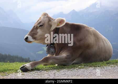 Bovini svizzeri bruni con Bell sul collo nelle Alpi Karwendel. Grande mucca si trova nella natura Alpina Tirolo. Foto Stock