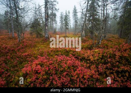 Pavimento colorato della foresta durante il fogliame autunnale nella Finlandia settentrionale Foto Stock