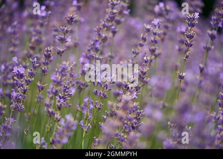 Coltivazione di lavanda viola Foto Stock