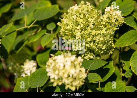 Hydrangea arborescens annabelle o liscio hydrangea arbusto con fiori bianchi che diventano verdi più tardi in stagione. Foto Stock