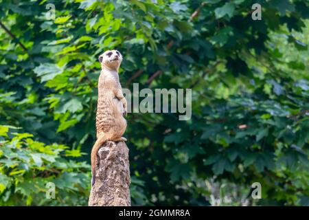 in piedi meerkat sulla guardia, sulla cima del tumulo di termite Foto Stock