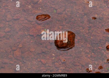 pietre rosse hanno creato il modello in acqua Foto Stock