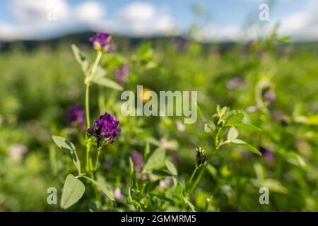 Erba medica, Medicago sativa, chiamata anche lucerna. È coltivato come un raccolto di foraggio importante per animali di fattoria. Foto Stock