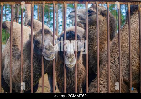 Quattro mazzle di cammelli pelosi nello zoo russo dietro le sbarre della recinzione Foto Stock