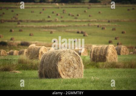 Un campo con balle di paglia dopo raccolto su sfondo cielo nuvoloso. Natura rurale in terreno agricolo. Rotolare la paglia sul prato. Foto Stock