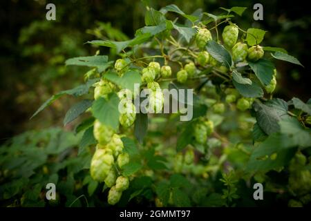 Coni freschi di luppolo verde che crescono sulla vite. Hop sfondo. Ingredienti per la birra. Foto Stock