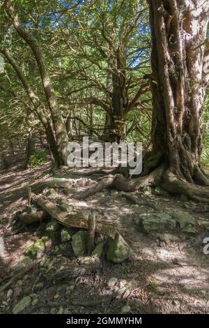 Woodland path attraverso gli antichi alberi di Yew, Fownhope Herefordshire Regno Unito. Giugno 2021. Foto Stock