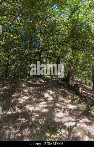 Woodland path attraverso gli antichi alberi di Yew, Fownhope Herefordshire Regno Unito. Giugno 2021. Foto Stock