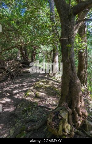 Woodland path attraverso gli antichi alberi di Yew, Fownhope Herefordshire Regno Unito. Giugno 2021. Foto Stock