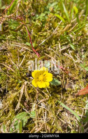 Cinquefoil strisciante (Potentilla reptans) che cresce in una riserva naturale nella campagna dell'Herefordshire Regno Unito. Giugno 2021 Foto Stock