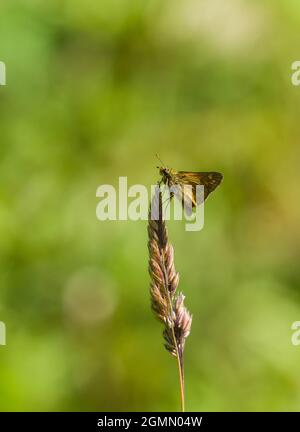 Grande Skipper (Ochlodes sylvanus) arroccato su erba testa di mare Herefordshire Regno Unito. Luglio 2021. Foto Stock
