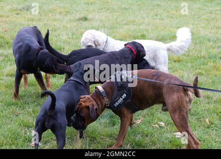 Gruppo di cani che si salutano a vicenda Foto Stock